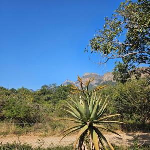 a palm tree in the middle of a field at The Olive Room in Kampersrus AH +4 photos