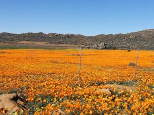 a field of flowers with mountains in the background at Oppi Berg Selfsorg Akkommodasie in Kamieskroon
