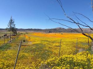 a field of yellow flowers with a fence at Oppi Berg Selfsorg Akkommodasie in Kamieskroon +12 photos