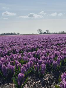 a field of purple flowers in a field at Maison Colombe, met airco in Oudesluis