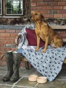 a dog sitting on a blanket on a bench at Bettws Hall Accommodation in Newtown