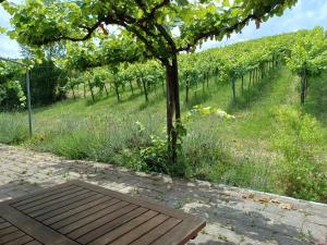 a tree in the middle of a field of vines at Calice dei Cherubini in Montecalvo Versiggia