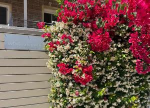 a bunch of red flowers on the side of a building at Whitealcyone Fit & Zen Apartment in Artemida