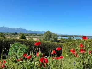 a field of red poppies in front of a hedge at Haus Chiemseeblick in Grabenstätt +1 photo