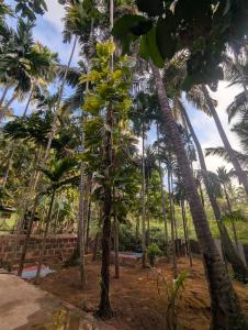 a group of palm trees in a field at Hindlekar home stay in Malvan