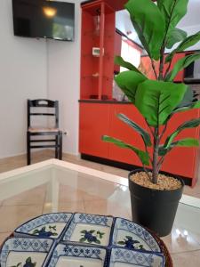 a plant in a pot sitting on a table at Lemon Tree Apartment in Chios