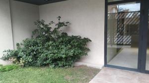 a large green bush next to a building at Dpto tte ibañez in Cipolletti