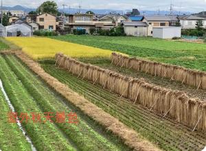 a field of crops with houses in the background at 耀来YoRaiようらい in Nagaokakyo