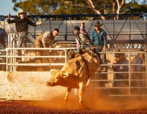 a group of men riding a cow in a rodeo at Golden Age Hotel in Omeo