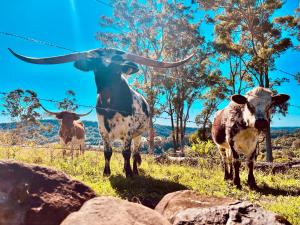 a statue of a cow with horns standing in a field at El Rancho Cabarita Beach - Highlander in Clothiers Creek