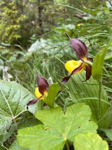 a couple of yellow and purple flowers on a plant at Haus Granata Family - Trekking - Bike in Giazza
