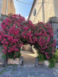 a bunch of pink flowers in front of a building at Grande chambre in Agde