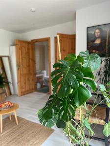 a green plant in a living room with a couch at Strefa medytacji in Wólka