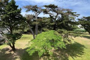 a group of trees in a grass field at Studio with balcony and pool in La Baule in La Baule