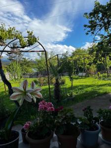 a garden with potted plants and a view of a field at roomes in Surami
