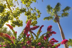 a bunch of flowers with palm trees in the background at Elba Premium Suites - Adults Only in Playa Blanca