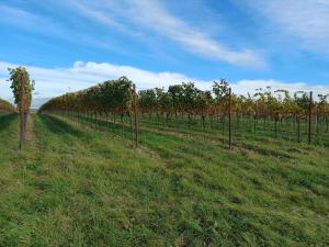 a row of apple trees in a field at Gästehaus IWANESTAL in Eibesthal