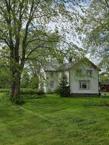 a white house with a tree in a yard at Flekkan gård in Kleiv