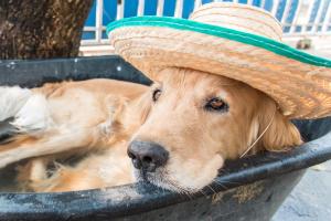 a dog wearing a sombrero sitting in a bucket at Achtsamkeit - Nordhorn in Nordhorn