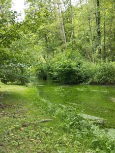 a creek with green grass and trees next to a forest at Chez Nanard et Lili in Bec-de-Mortagne