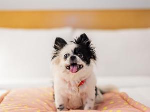 a small black and white dog sitting on a bed at ibis Bengaluru City Centre - An Accor Brand in Bangalore +90 photos