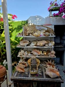 a display of shells sitting on a table at Salem Fish Guest House in Al Ḩadd