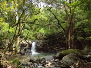 a waterfall in a forest with rocks and trees at Casa Santi Tepoztlán in Tepoztlán