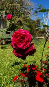 a pink rose in a field of red flowers at Chalés Casa Rosa in Alto Paraíso de Goiás