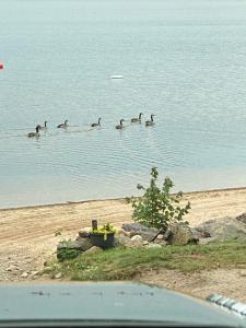 a group of ducks swimming in the water on the beach at Oak Glade RV site in Westfield Beach