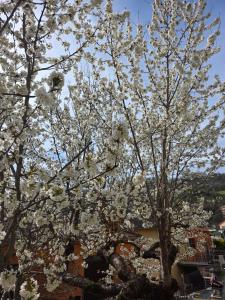 a tree with white flowers on it in a city at B&B Il Tralcio in Cascia