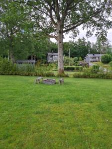 two benches sitting in a field next to a tree at Glamping in Alingsås