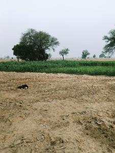 a dirt field with trees and a field of crops at Joon Farm in Kot Qāsim