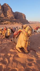 a group of camels sitting on the sand in the desert at وادي رم in Disah