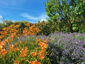 a field of flowers with a tree in the background at Al Vecchio Lavatoio - Relax in collina in Colle Brianza +23 photos
