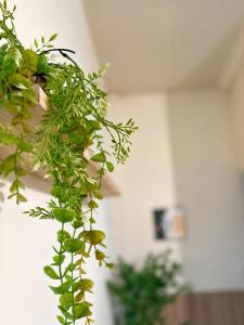 a green plant hanging from a wall at 巷弄內的老宅27 in Pingtung City