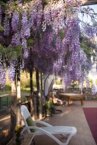 a bunch of purple flowers hanging from a tree at Hotel Observatorio TukunMapu in Vicuña