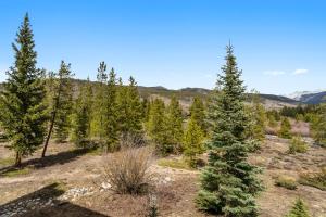 a group of trees in a field with mountains in the background at Pines #2071 : 2 in Keystone +44 photos