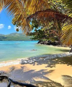 a beach with a palm tree and the ocean at Casa Kaibana - 6 Pax, con piscina, cerca del mar in Las Galeras