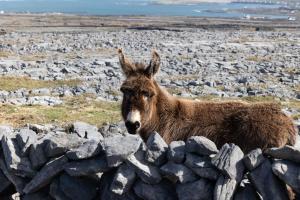 a donkey standing next to a pile of rocks at Aran Islands Hotel in Kilronan
