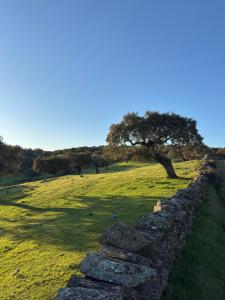 a dog sitting next to a stone wall in a field at La terraza del Campanario in Ríolobos