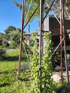 a plant is growing inside of a fence at Las catalinas in General Rodríguez +1 photo