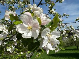 a bunch of white flowers on a tree at Schlaffass im Apfelhain in Hohenraunau