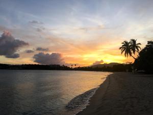 a beach with a palm tree and a sunset at Emerald Beach Resort in Lindbergh Bay