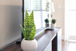 a white vase with a plant sitting on a counter at Surrey Two Bedroom Suite with Pool Access in Surrey