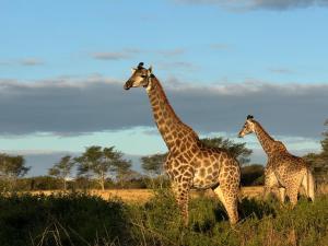 three giraffes standing in the grass in a field at Mudhouse Zululand in Hluhluwe