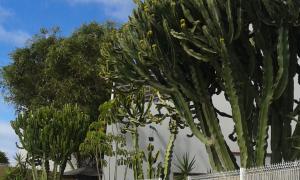 A garden outside Apartamento Pardela
