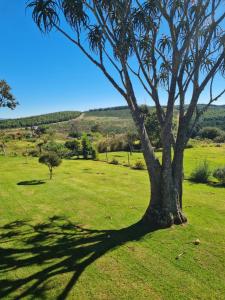 a tree in the middle of a green field at The Blue Swallow in Kaapsehoop
