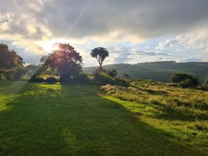 a field of grass with a tree in the distance at The Blue Swallow in Kaapsehoop
