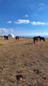 a group of horses grazing in a field at Old stones glamping in Chok-Tal +32 photos