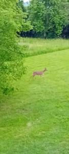 a deer running through a field of green grass at La yourte gasconne in Estampures